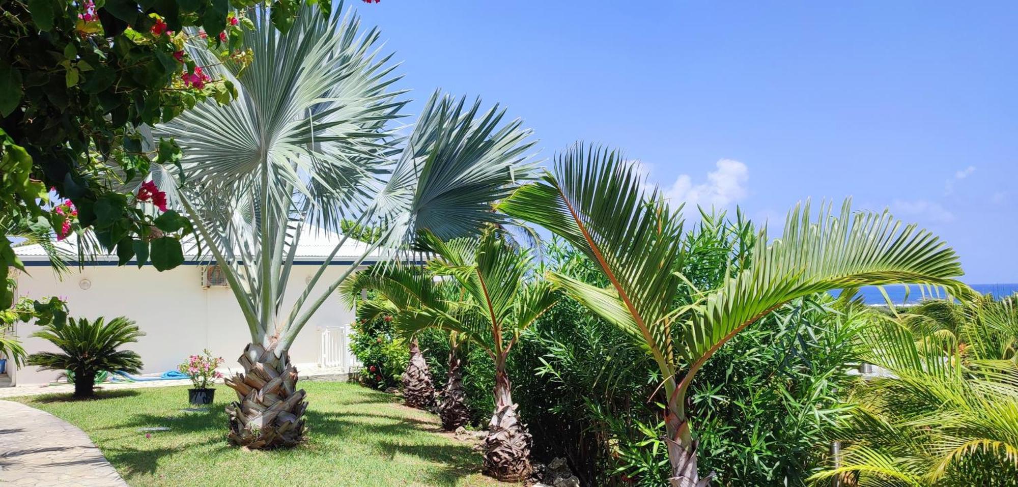 Villa Muscade Guadeloupe, Piscine, Vue Mer Et Acces Plage Saint-Francois  Eksteriør bilde
